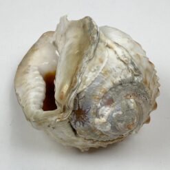 Jūrinė Conch kriauklė 11x18x9 cm