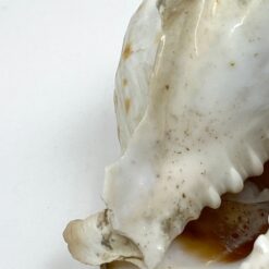 Jūrinė Conch kriauklė 11x18x9 cm