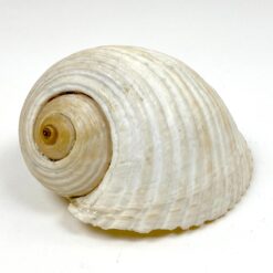 Jūrinės sraigės Tonna galea kriauklė 11,5x15x9 cm