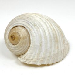Jūrinės sraigės Tonna galea kriauklė 11,5x15x9 cm