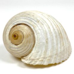 Jūrinės sraigės Tonna galea kriauklė 11,5x15x9 cm