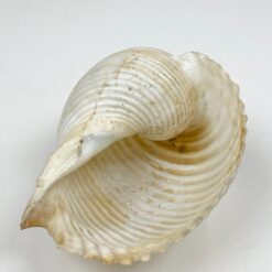 Jūrinės sraigės Tonna galea kriauklė 11,5x15x9 cm