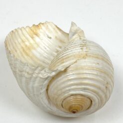 Jūrinės sraigės Tonna galea kriauklė 11,5x15x9 cm
