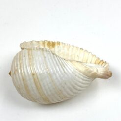 Jūrinės sraigės Tonna galea kriauklė 11,5x15x9 cm