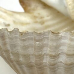 Jūrinės sraigės Tonna galea kriauklė 11,5x15x9 cm