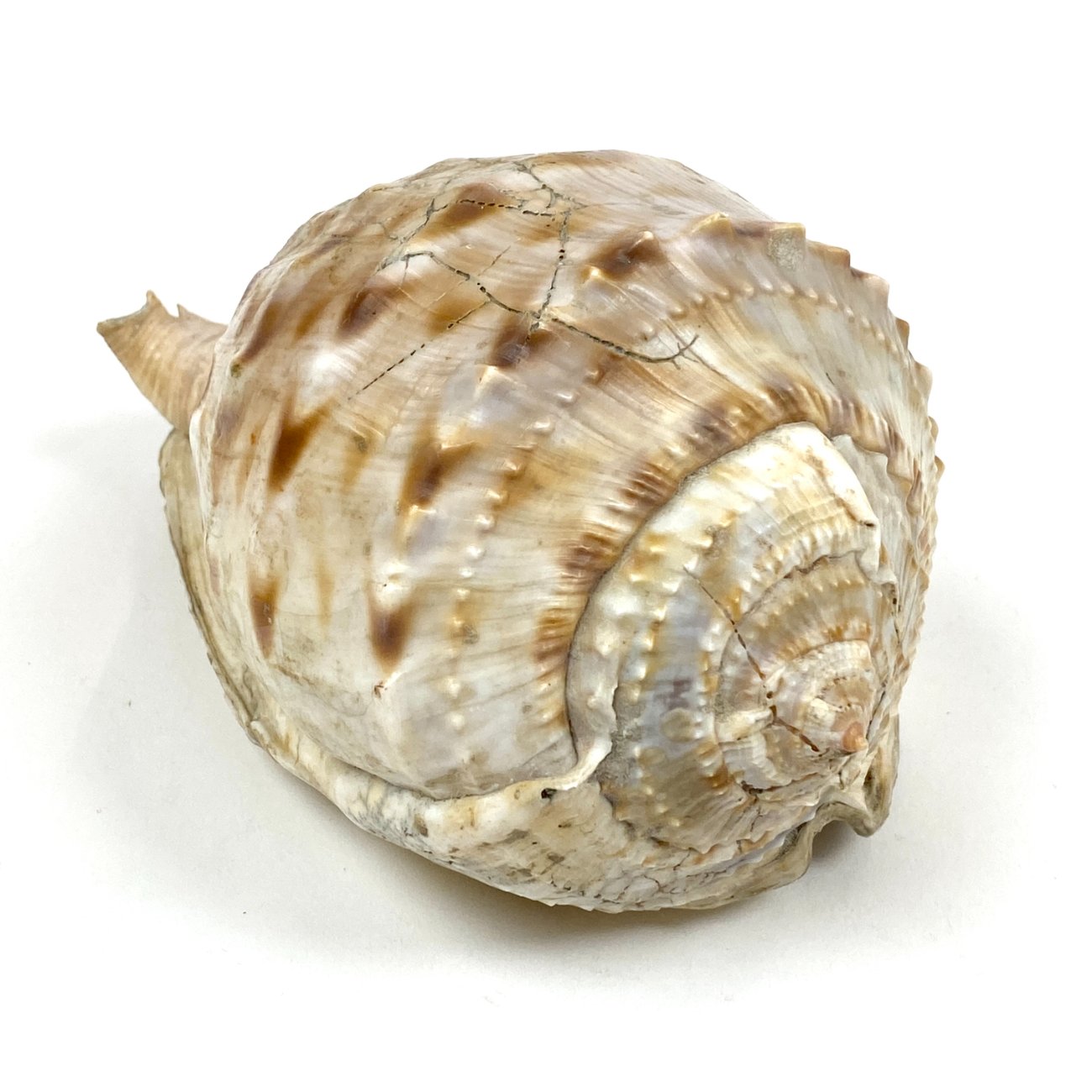 CK0043-gamtos-objektai-0 Jūrinė Conch kriauklė 12×18,5×10,5 cm