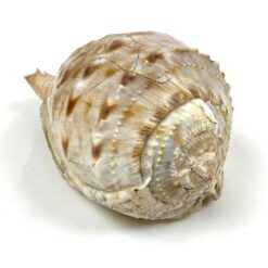 Jūrinė Conch kriauklė 12×18,5×10,5 cm