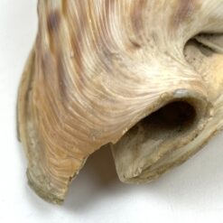 Jūrinė Conch kriauklė 12×18,5×10,5 cm