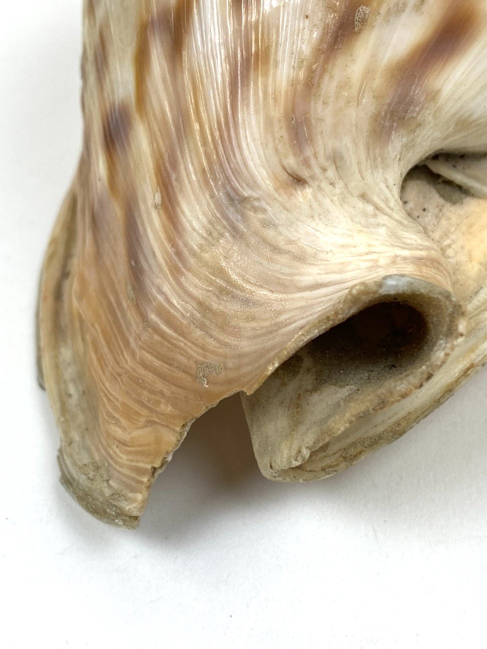 CK0043-gamtos-objektai-10 Jūrinė Conch kriauklė 12×18,5×10,5 cm