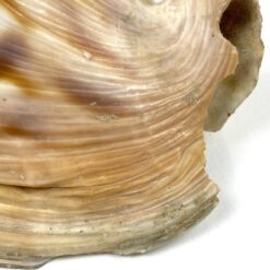 Jūrinė Conch kriauklė 12×18,5×10,5 cm