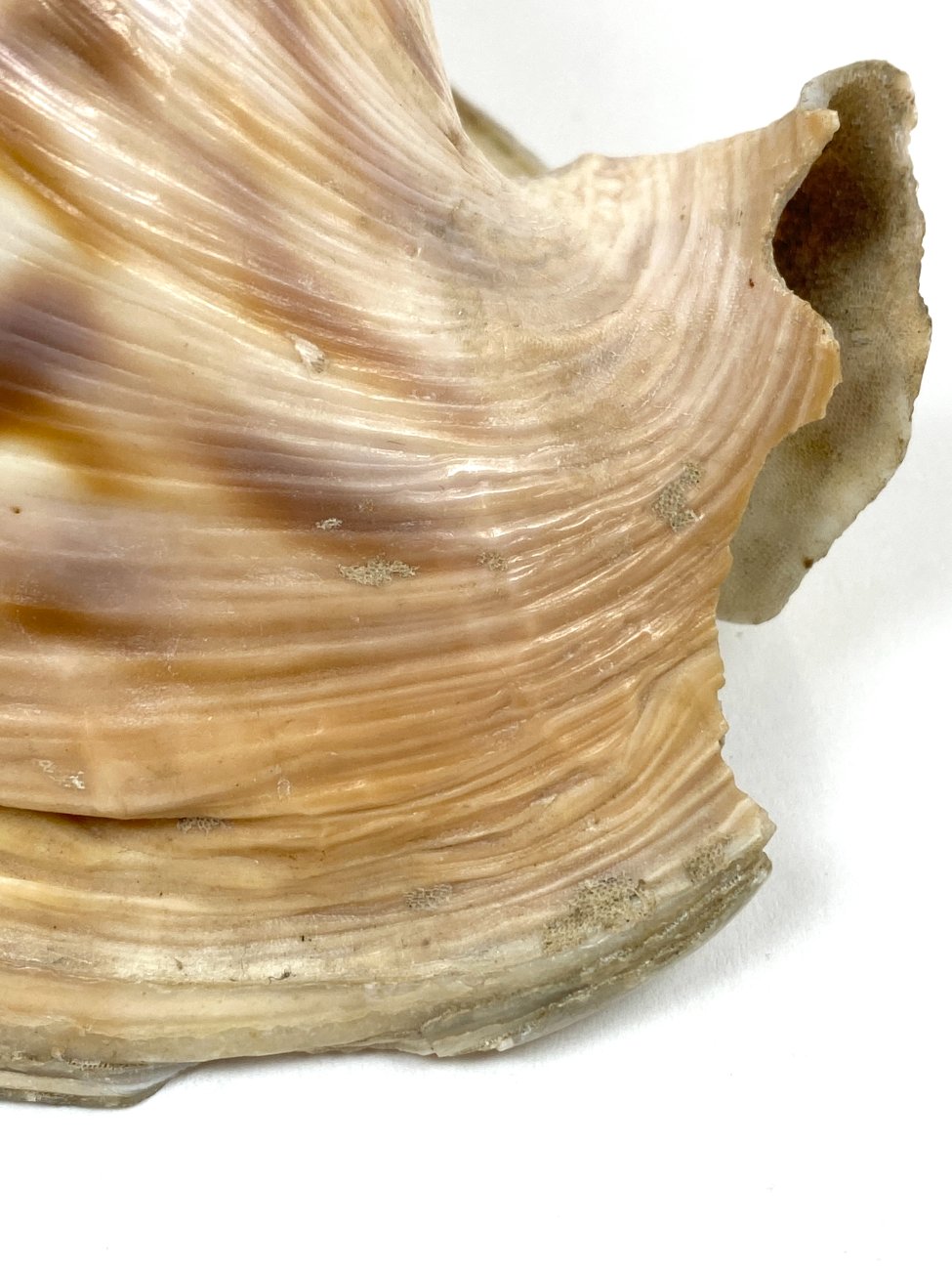 CK0043-gamtos-objektai-11 Jūrinė Conch kriauklė 12×18,5×10,5 cm