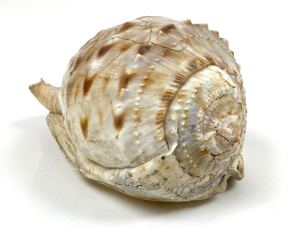 CK0043-gamtos-objektai-2 Jūrinė Conch kriauklė 12×18,5×10,5 cm