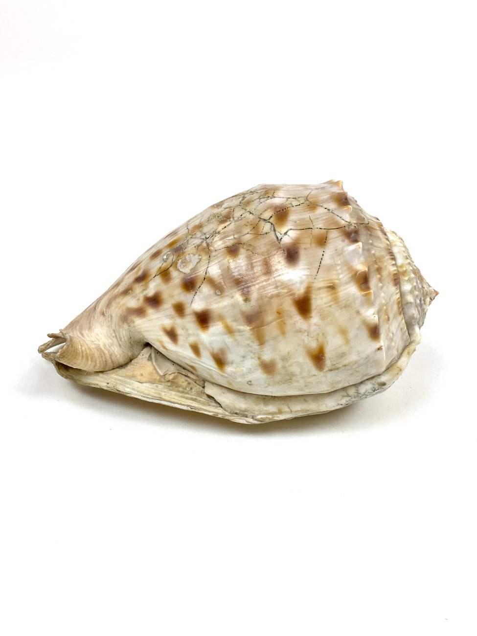 CK0043-gamtos-objektai-3 Jūrinė Conch kriauklė 12×18,5×10,5 cm