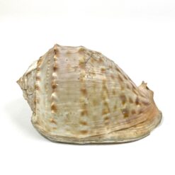 Jūrinė Conch kriauklė 12×18,5×10,5 cm