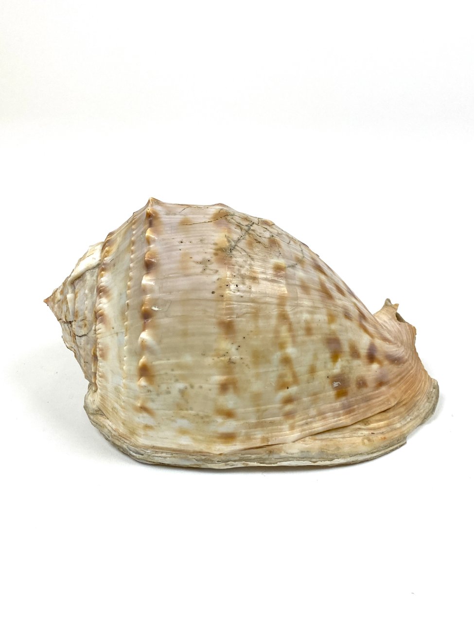 CK0043-gamtos-objektai-4 Jūrinė Conch kriauklė 12×18,5×10,5 cm