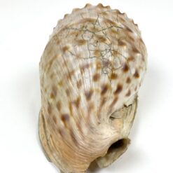 Jūrinė Conch kriauklė 12×18,5×10,5 cm