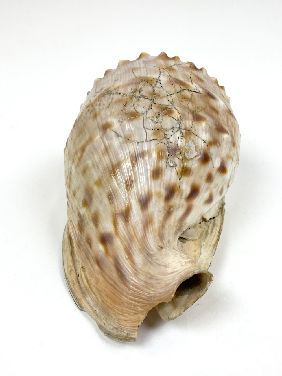 CK0043-gamtos-objektai-5 Jūrinė Conch kriauklė 12×18,5×10,5 cm