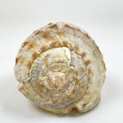 Jūrinė Conch kriauklė 12×18,5×10,5 cm