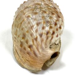 Jūrinė Conch kriauklė 12×18,5×10,5 cm