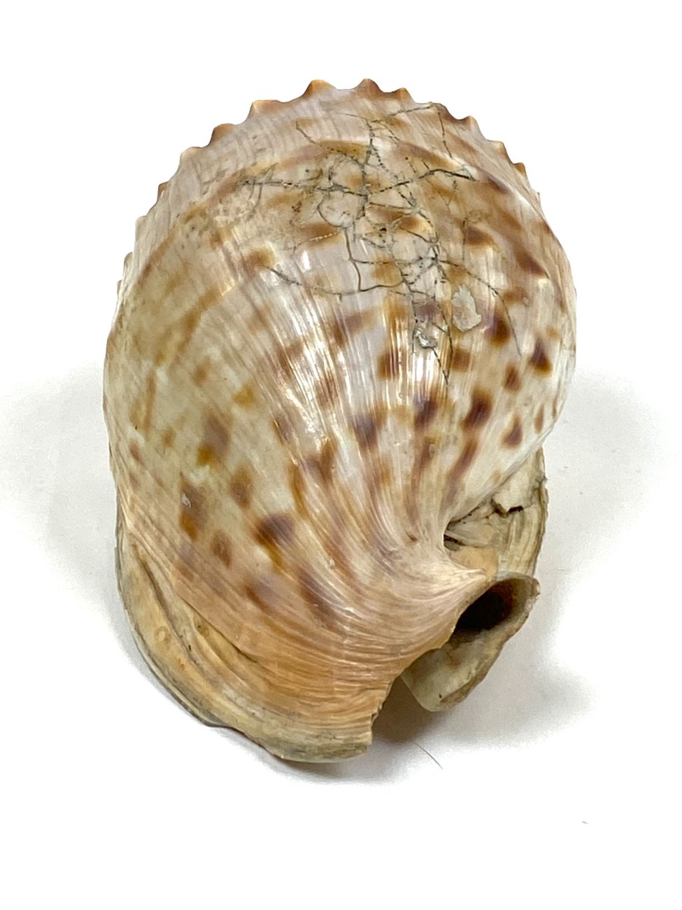 CK0043-gamtos-objektai-7 Jūrinė Conch kriauklė 12×18,5×10,5 cm