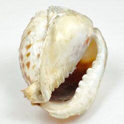 Jūrinė Conch kriauklė 12×18,5×10,5 cm