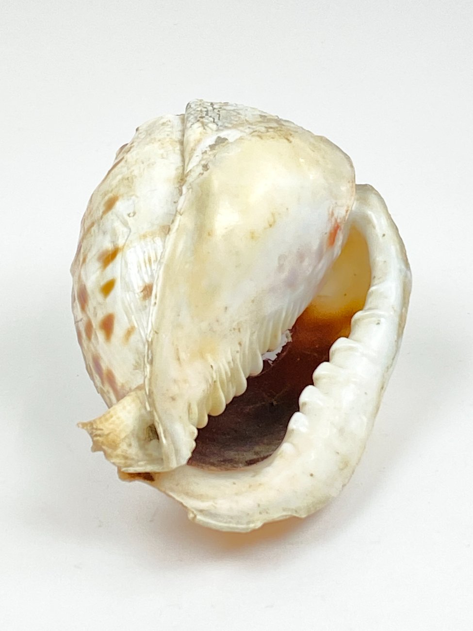 CK0043-gamtos-objektai-8 Jūrinė Conch kriauklė 12×18,5×10,5 cm