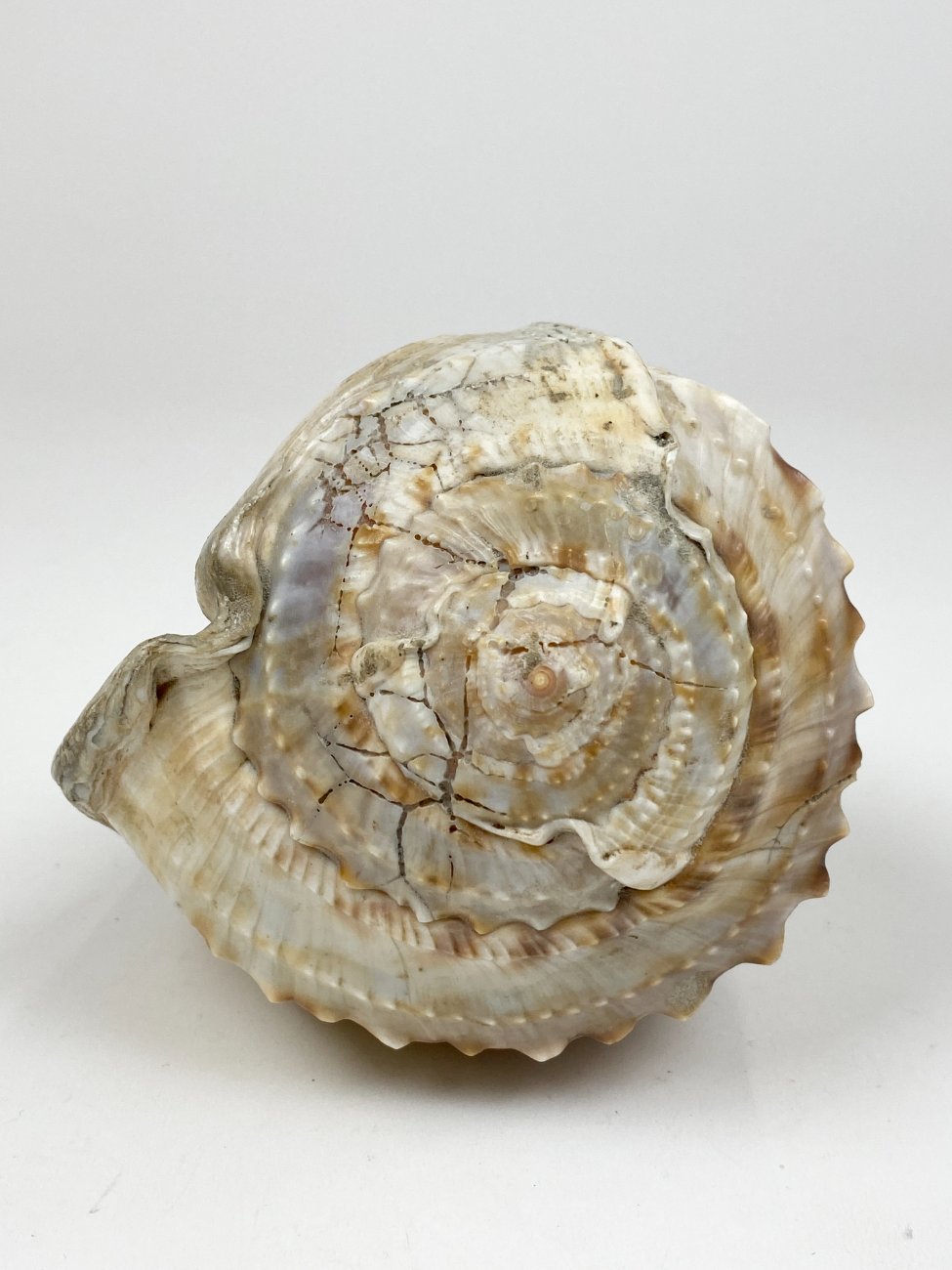 CK0043-gamtos-objektai-9 Jūrinė Conch kriauklė 12×18,5×10,5 cm