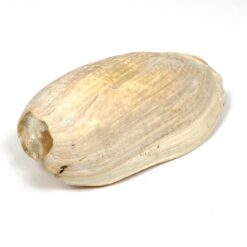 Jūrinės sraigės Cymbium glans kriauklė 9x17x6 cm