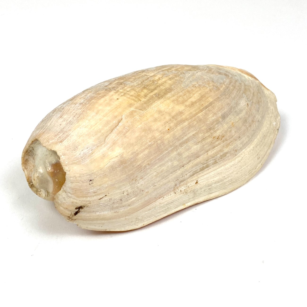 CK0044-gamtos-objektai-0 Jūrinės sraigės Cymbium glans kriauklė 9x17x6 cm