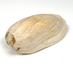 Jūrinės sraigės Cymbium glans kriauklė 9x17x6 cm