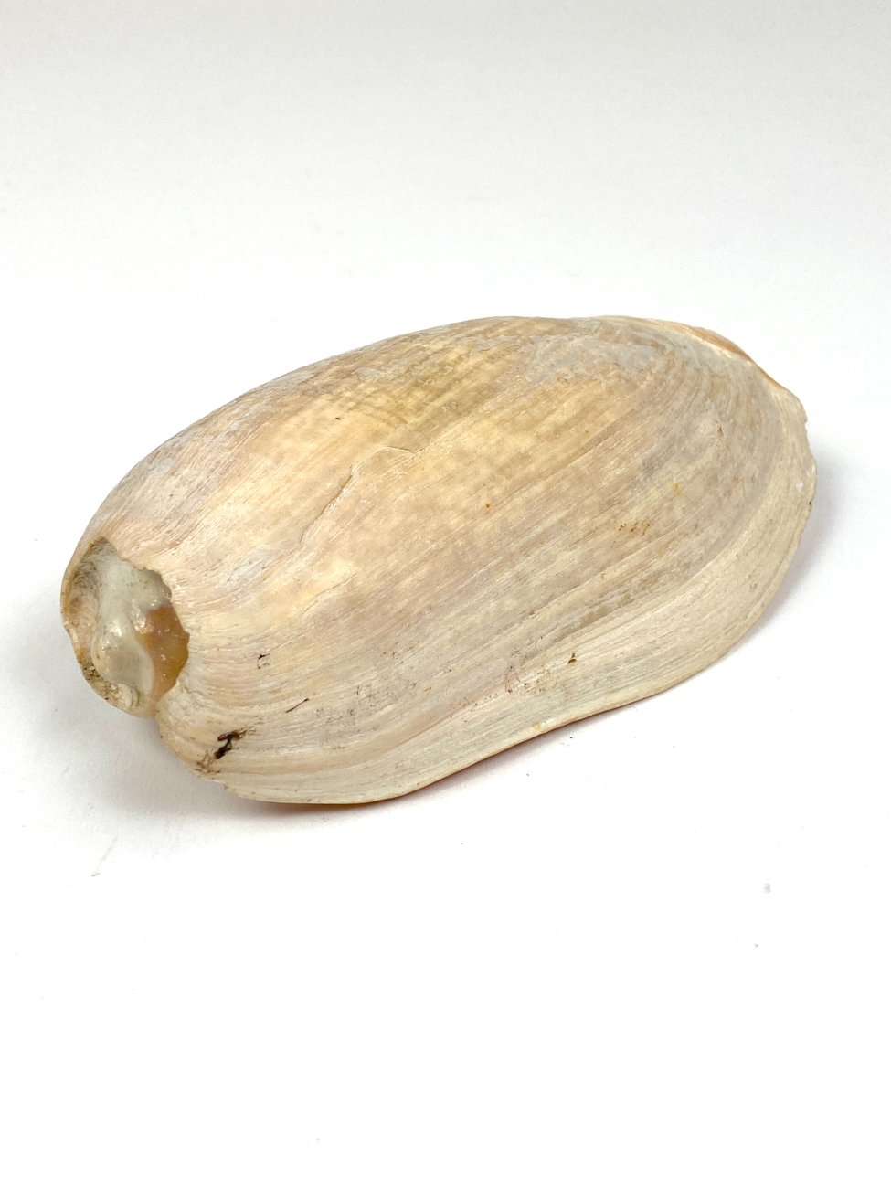 CK0044-gamtos-objektai-1 Jūrinės sraigės Cymbium glans kriauklė 9x17x6 cm