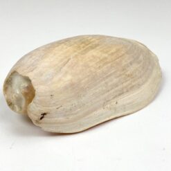 Jūrinės sraigės Cymbium glans kriauklė 9x17x6 cm