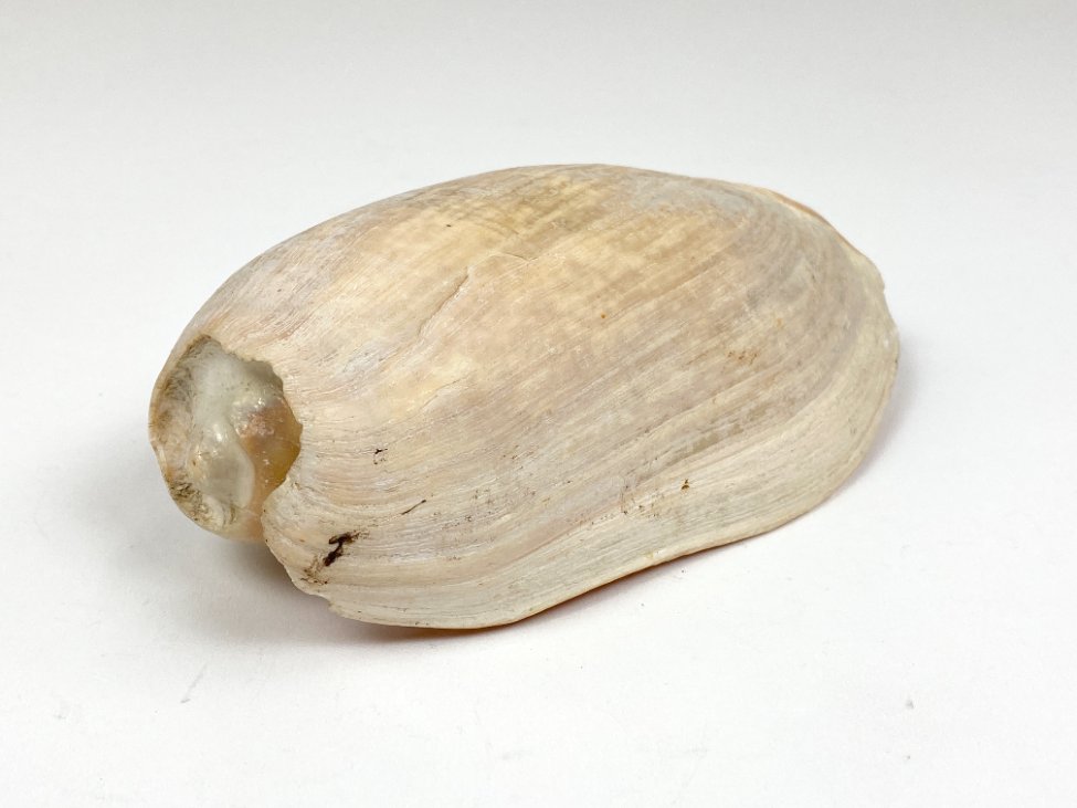 CK0044-gamtos-objektai-2 Jūrinės sraigės Cymbium glans kriauklė 9x17x6 cm