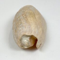 Jūrinės sraigės Cymbium glans kriauklė 9x17x6 cm