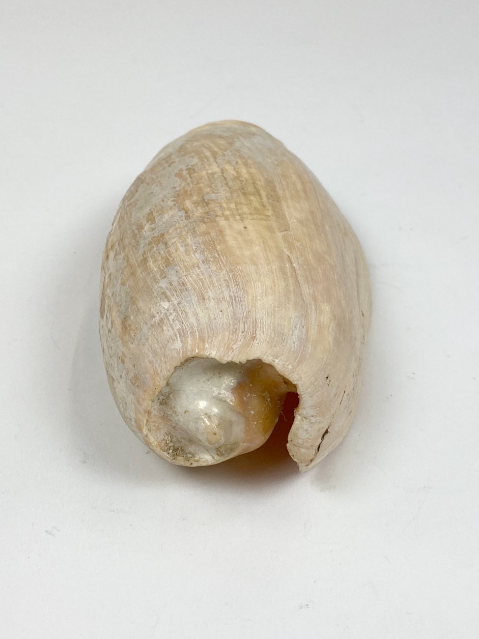 CK0044-gamtos-objektai-3 Jūrinės sraigės Cymbium glans kriauklė 9x17x6 cm