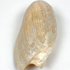 Jūrinės sraigės Cymbium glans kriauklė 9x17x6 cm
