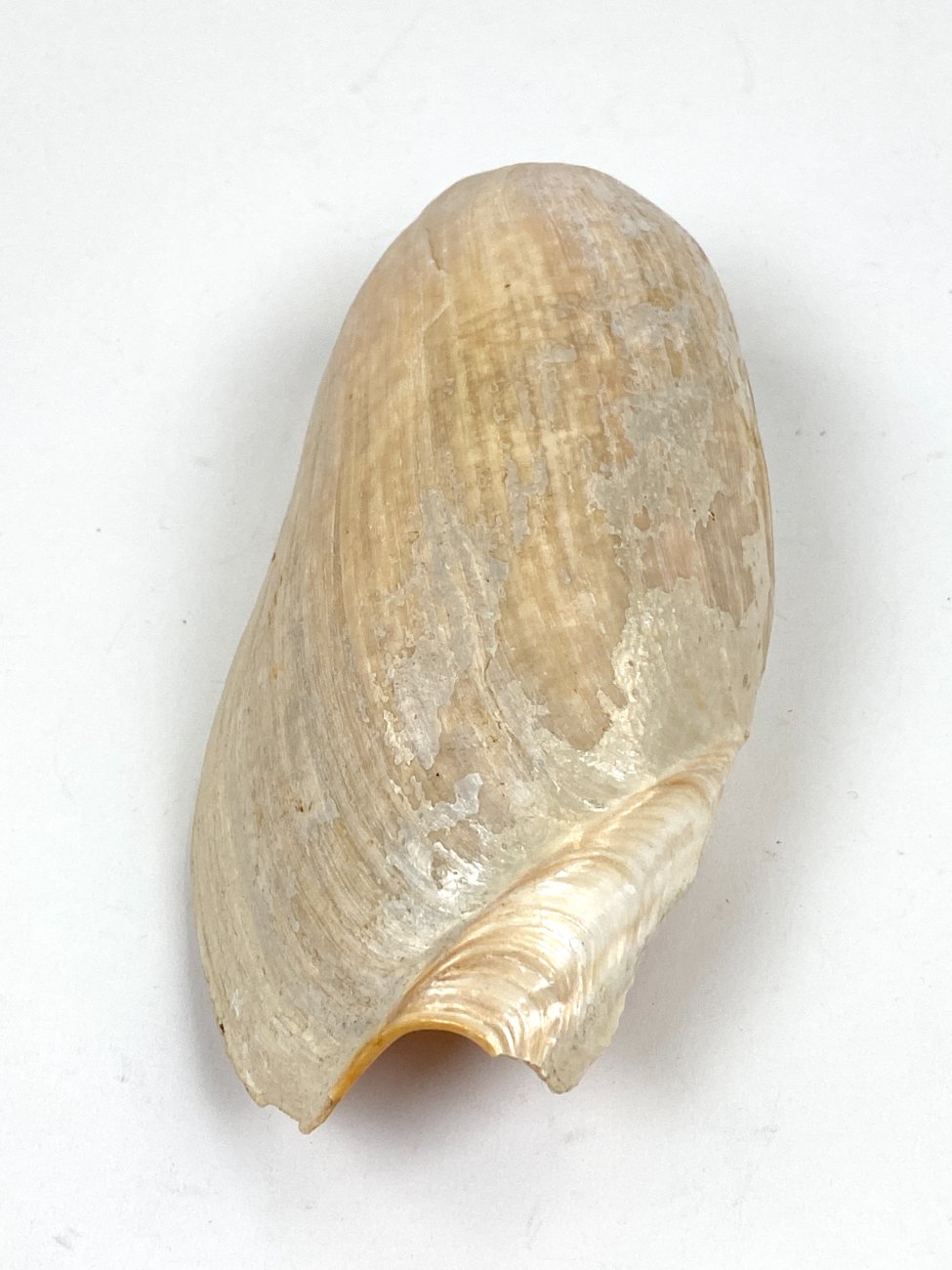 CK0044-gamtos-objektai-4 Jūrinės sraigės Cymbium glans kriauklė 9x17x6 cm