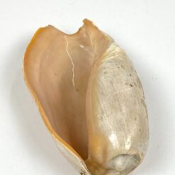 Jūrinės sraigės Cymbium glans kriauklė 9x17x6 cm