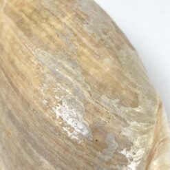 Jūrinės sraigės Cymbium glans kriauklė 9x17x6 cm