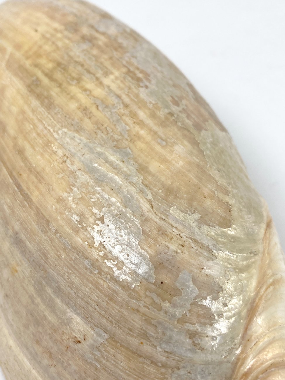 CK0044-gamtos-objektai-6 Jūrinės sraigės Cymbium glans kriauklė 9x17x6 cm