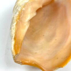 Jūrinės sraigės Cymbium glans kriauklė 9x17x6 cm