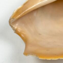 Jūrinės sraigės Cymbium glans kriauklė 9x17x6 cm