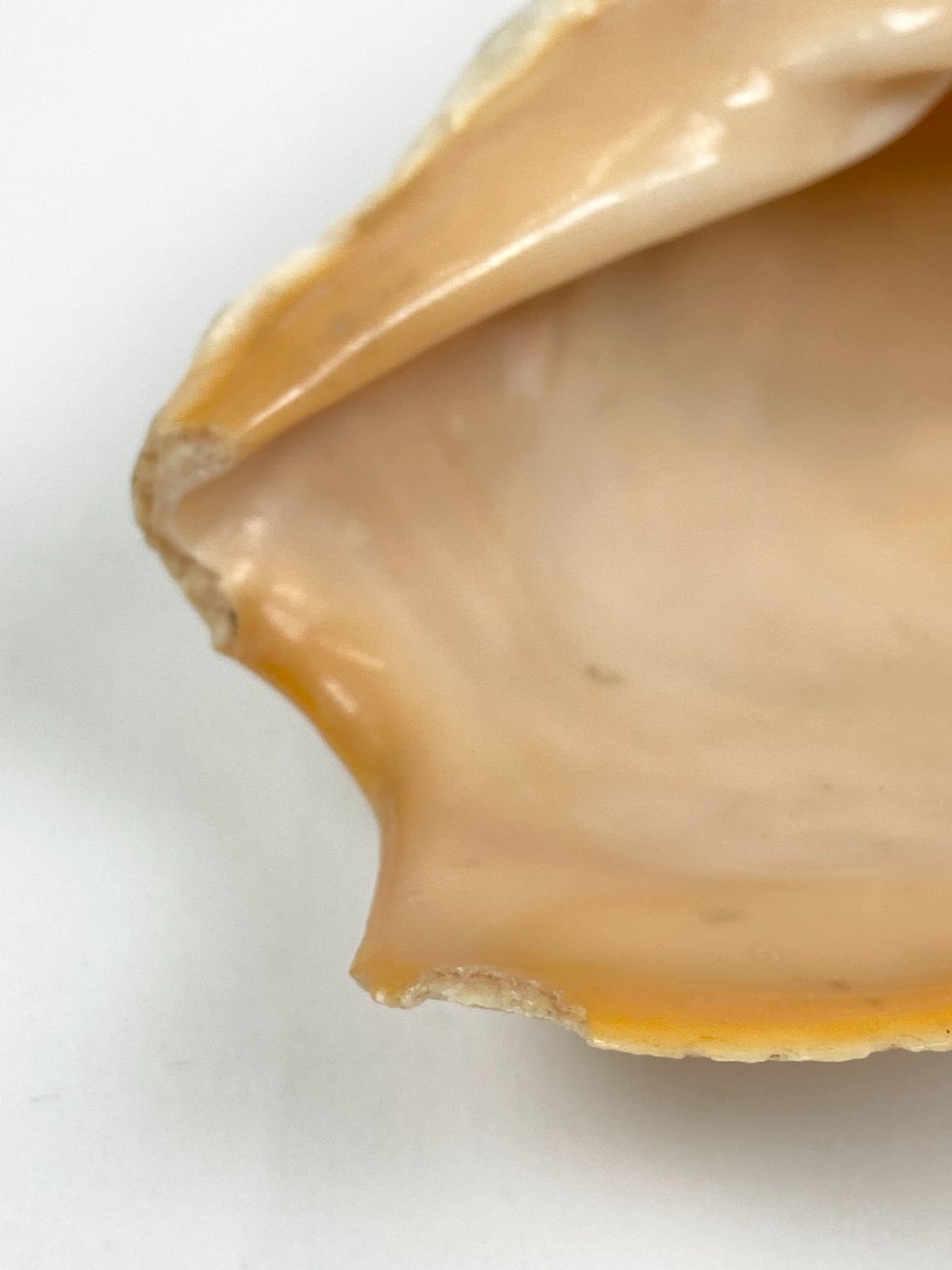 CK0044-gamtos-objektai-8 Jūrinės sraigės Cymbium glans kriauklė 9x17x6 cm