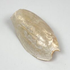 Jūrinės sraigės Cymbium glans kriauklė 9x16,5x5,5 cm