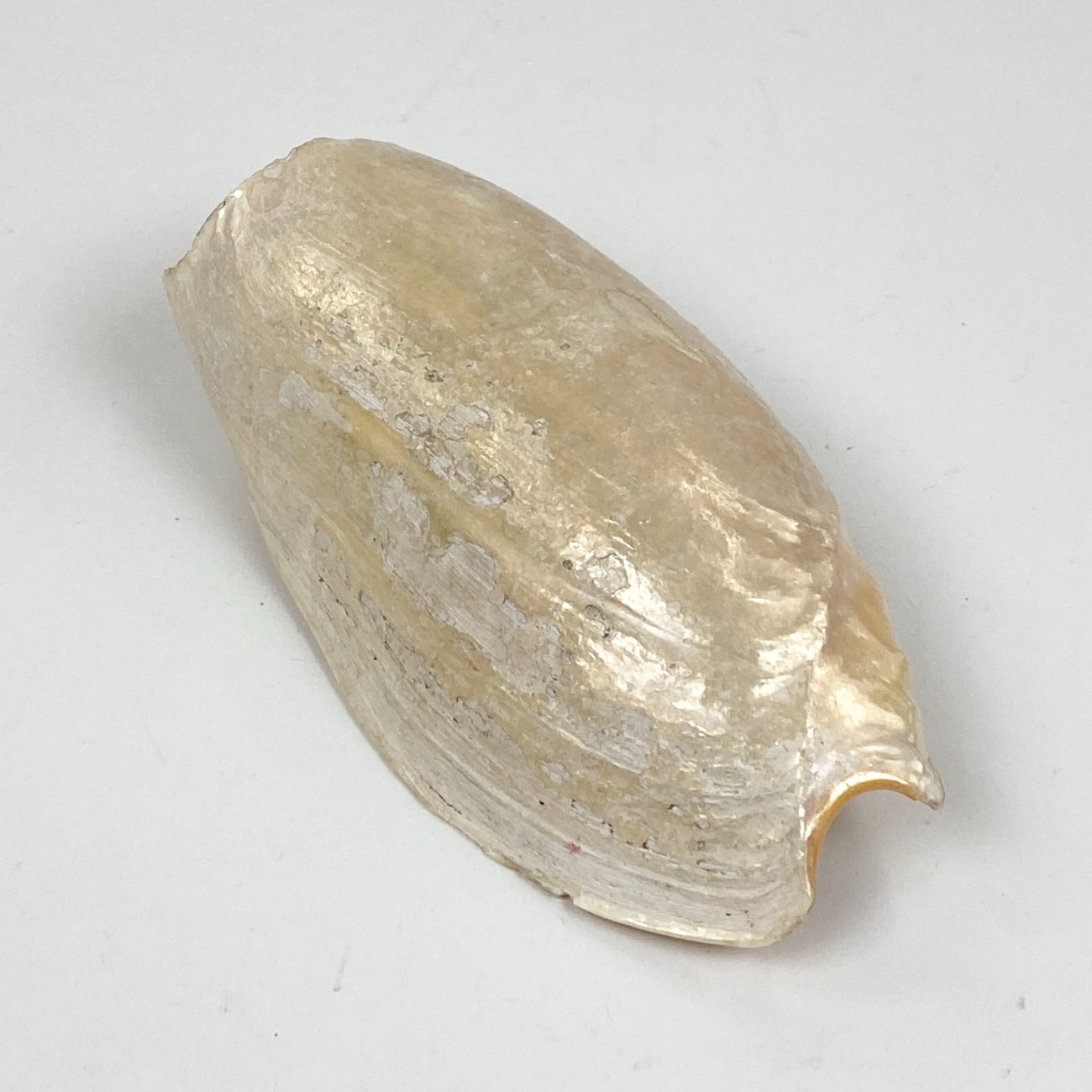 CK0045-gamtos-objektai-0 Jūrinės sraigės Cymbium glans kriauklė 9×16,5×5,5 cm