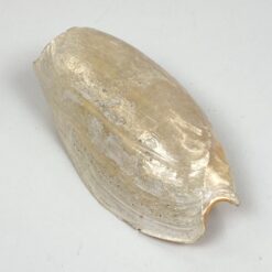 Jūrinės sraigės Cymbium glans kriauklė 9×16,5×5,5 cm