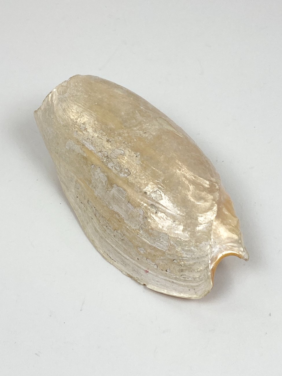 CK0045-gamtos-objektai-1 Jūrinės sraigės Cymbium glans kriauklė 9×16,5×5,5 cm