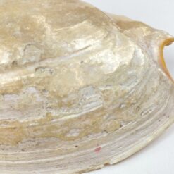 Jūrinės sraigės Cymbium glans kriauklė 9×16,5×5,5 cm