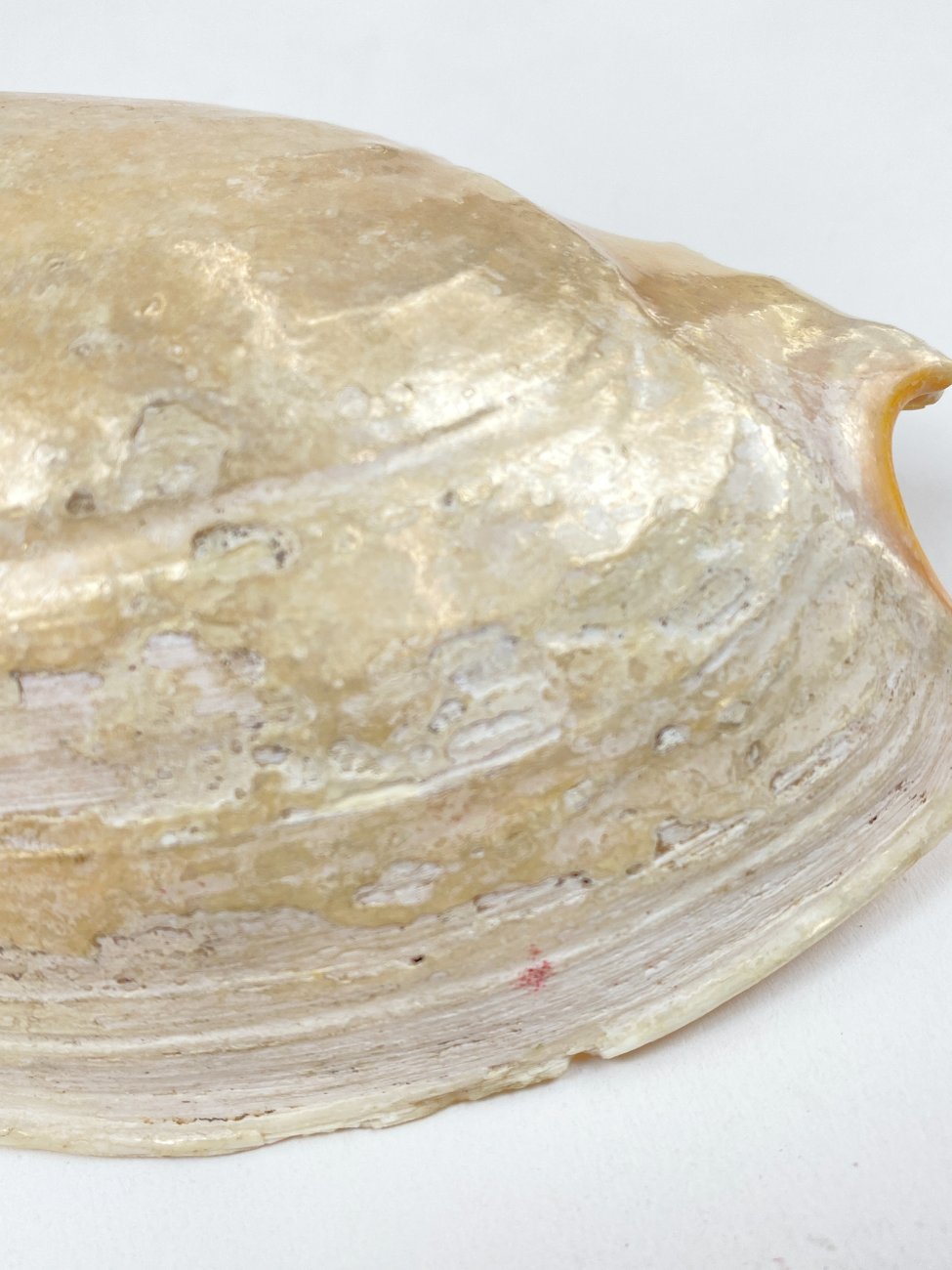 CK0045-gamtos-objektai-10 Jūrinės sraigės Cymbium glans kriauklė 9×16,5×5,5 cm