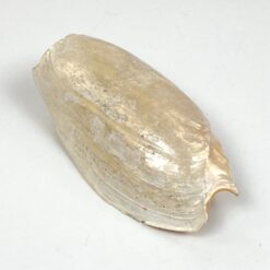 Jūrinės sraigės Cymbium glans kriauklė 9×16,5×5,5 cm